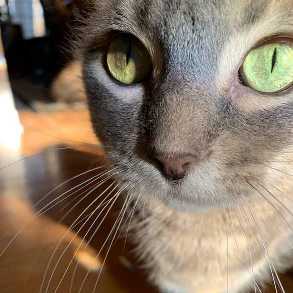 Meet your Posher, Kacey - Picture 1 of 1